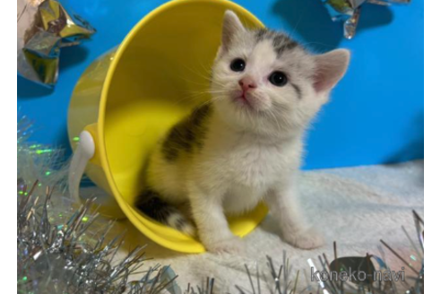 成約済の大阪府のスコティッシュフォールド-68358の2枚目